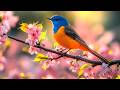 Spring Bird Sounds with Soft Piano ❄️ 🎹 Deep Relaxation, Calm and Stress Relief