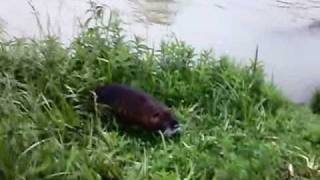 Fearless Coypu
There was a lot of rain during May this year which woke up many of the river inhabitants so that they started to appear outside more frequently some of them showing no fear at all... This was filmed just 2 days before the river got flooded nearly to the edge when there was a continous rain for over 24 hours and the soil could no longer absorb the water any more. Fearless Coypu