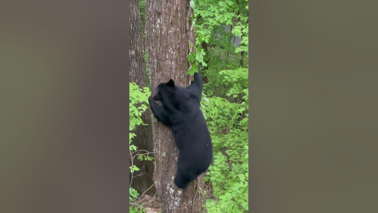 Sevierville Family'S Close Call: Black Bear'S Unexpected Visit - hftfi5o