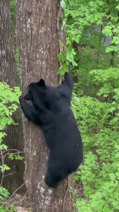 Black Bear'S Unexpected Sevierville Visit Ends Tragically - wvyy4qi