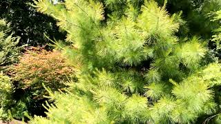 Add A Touch Of Distinction With Pinus Strobus Louie, The Exquisite Den Yellow White Pine Tree