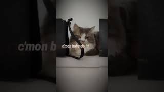 pumt is kucing shortvideo mycat kuc myca subscribe bye