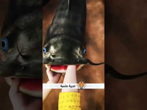 قوة سمك السلور وكيفية تجنب عضتها