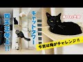 【猫】勇気を出して一歩目を…RAKUのキャットタワー購入！