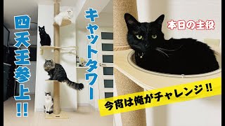 【猫】勇気を出して一歩目を…RAKUのキャットタワー購入！