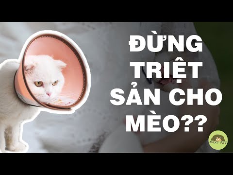 Video: Tại Sao Mèo Bị Thiến Không Thể đánh Cá, Chúng Có Thể ăn Gì