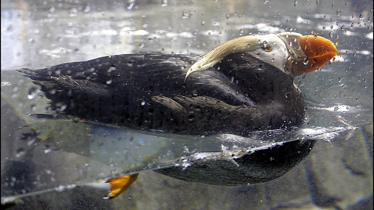Un macareux nageant sous l'eau. Il est tellement rapide. Puffin