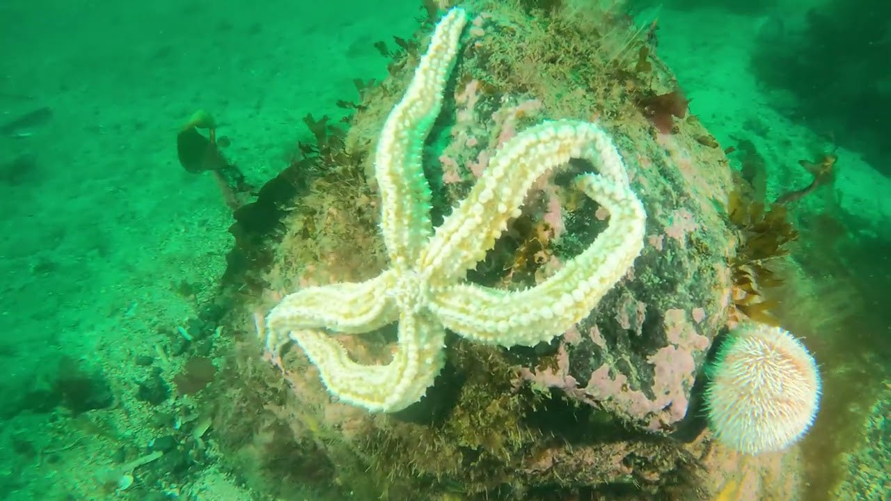 Ascrib Cliffs 280424