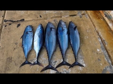 (SWERTE TAYO!) 5 MASSIVE TUNA FISH CAUGHT TODAY