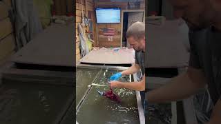 Hydro dipping buck #red #digital #fyp #camo