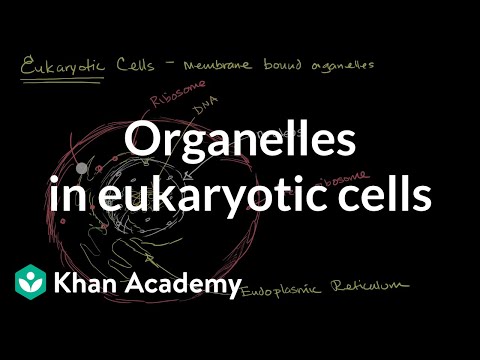 Video: Eukariotų mitochondrijose pirmiausia dalyvauja organelės?