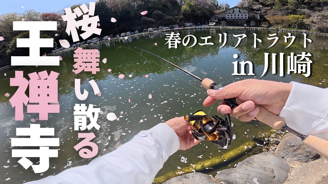 【エリアトラウト】桜舞い散る王禅寺で一人のんびり釣りをしたら最高でした｜釣った魚で西京焼き｜管理釣り場｜ベリーパークin フィッシュオン！王禅寺｜2025.4
