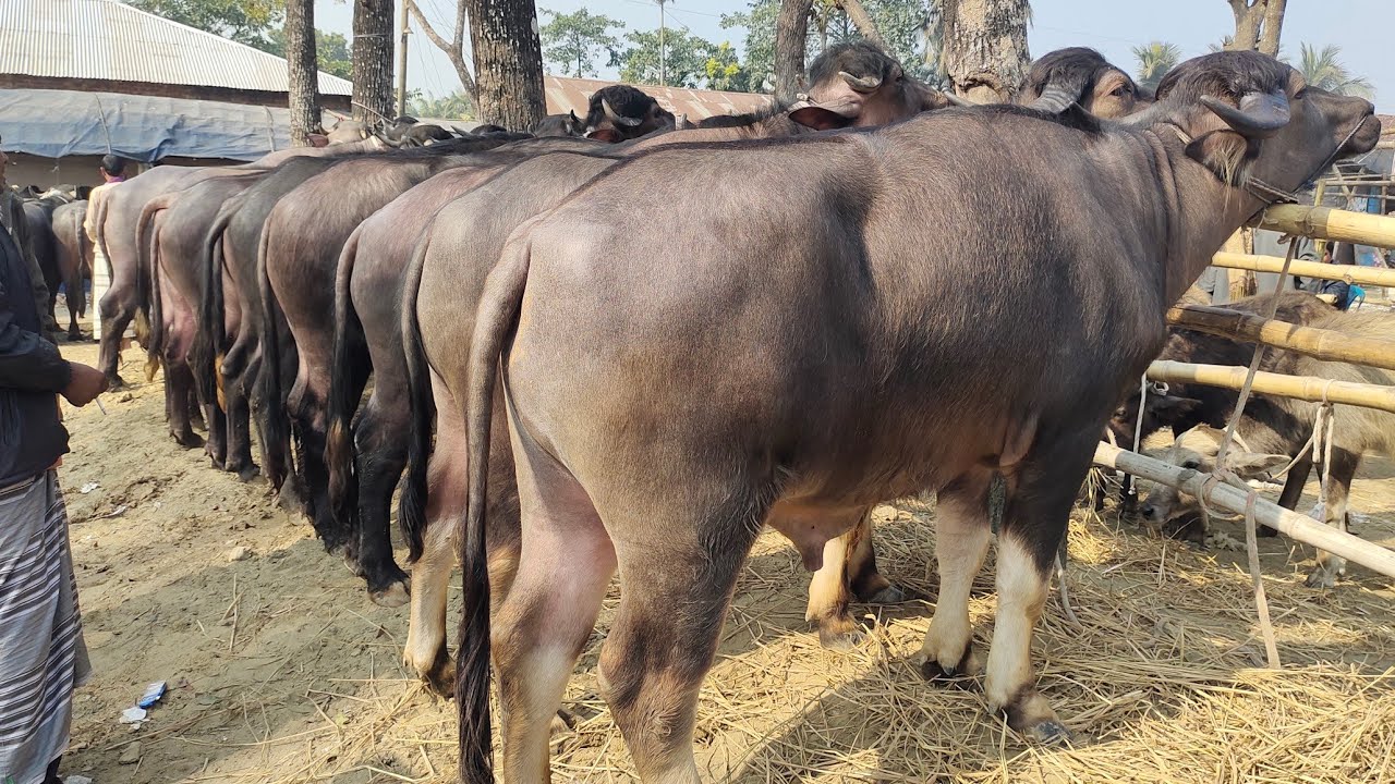 মাংসের এবং খামারের উপযোগী মহিষের দরদাম জানুন পাঁচবিবি হাট থেকে
