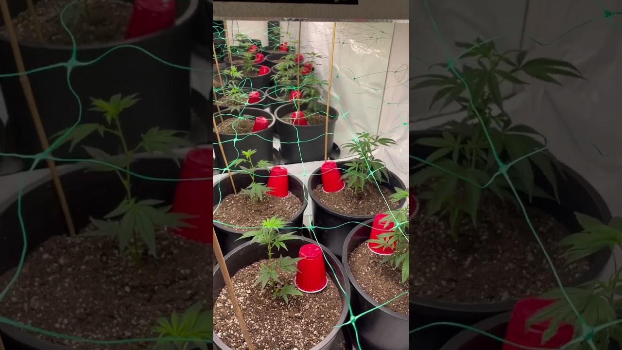 Clone Transplant Indoor (ArizonaNewGrowersClub)