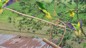 DIY Bird Trap Easy Homemade💡How to catch a parrot ✔️Tree Bird Trap 🐦