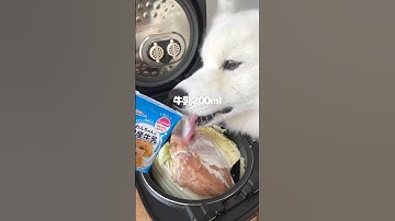 炊飯器で鶏肉と白菜のクリーム煮を愛犬につくったら大喜びでした！ #サモエド #大型犬 #炊飯器レシピ