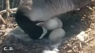 Decorah Goose Cam~Pip Watch-Looks Like Pip On One of the Eggs_4\/21\/24