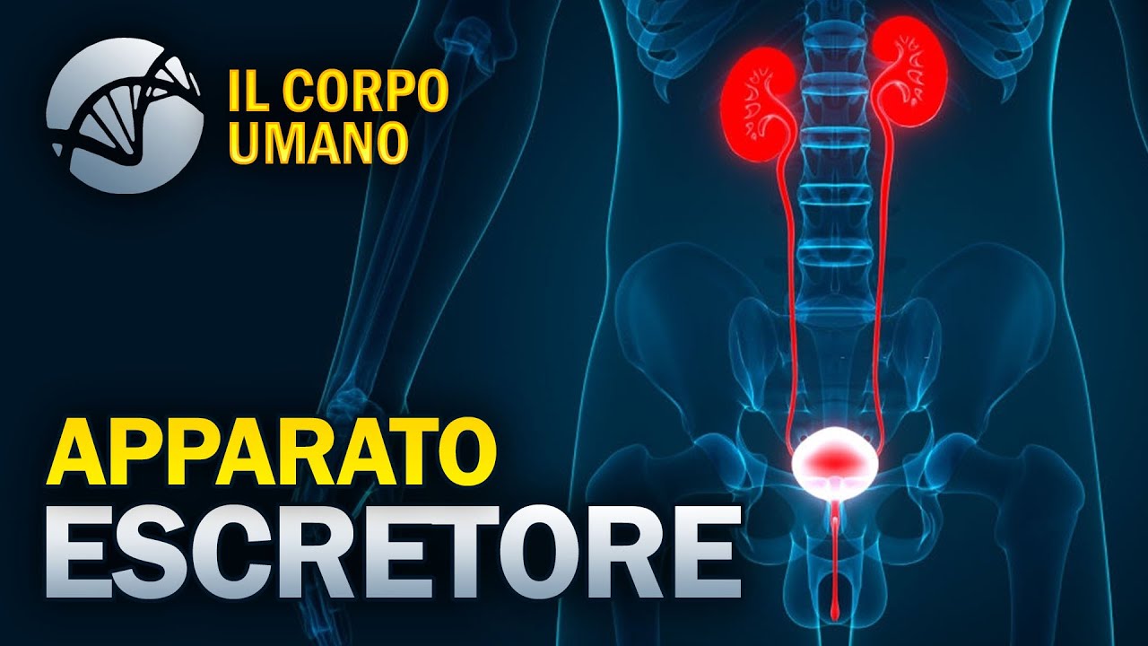 Apparato Escretore (Apparato Urinario) - Il Corpo Umano
