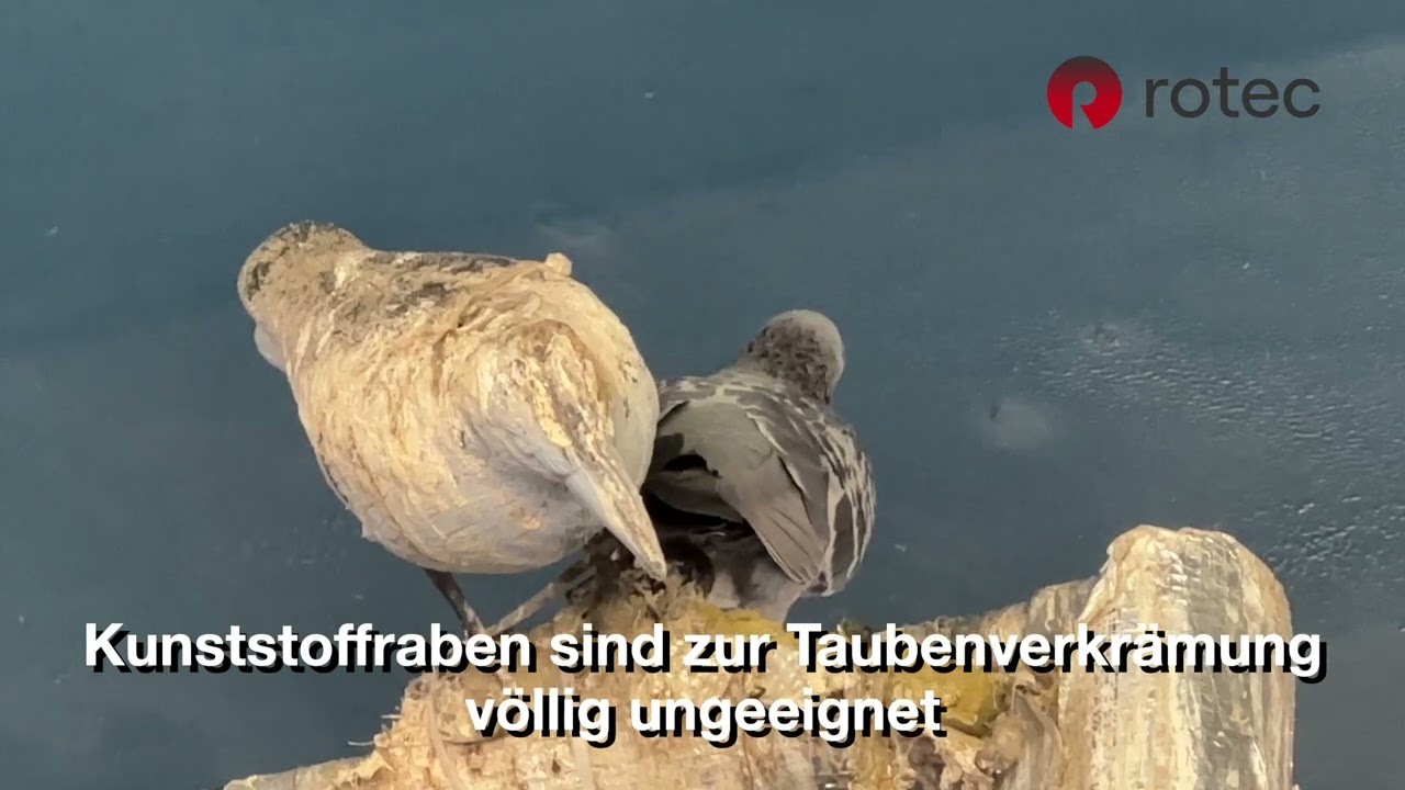 Edelstahl-Taubenspikes von rotec: Effektiver Taubenschutz im Vergleich zu Kunststoffspikes