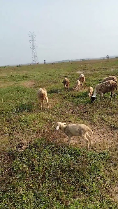 mengembala kambing di alam terbuka