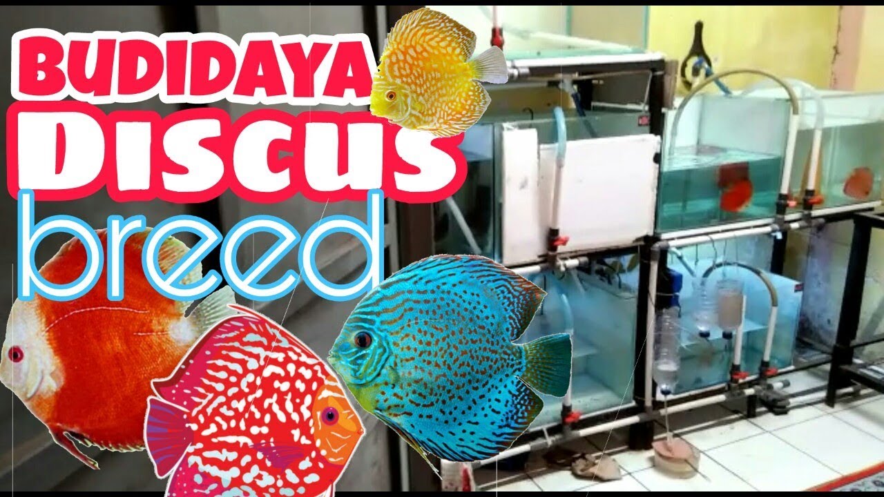 Pin Oleh Syafa Salsabilla Di Food Di 2021
