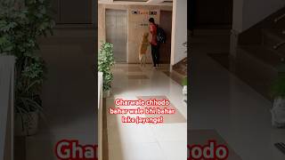 Ghar ke naye niyam🚫 #labrador #cute #trending #dog #youtubeshorts #comedy #viral #pet