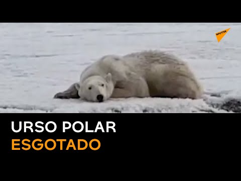 Vídeo: Anunciando O Vencedor Da Competição No Twitter Do Urso Polar ExploreCanada! - Rede Matador