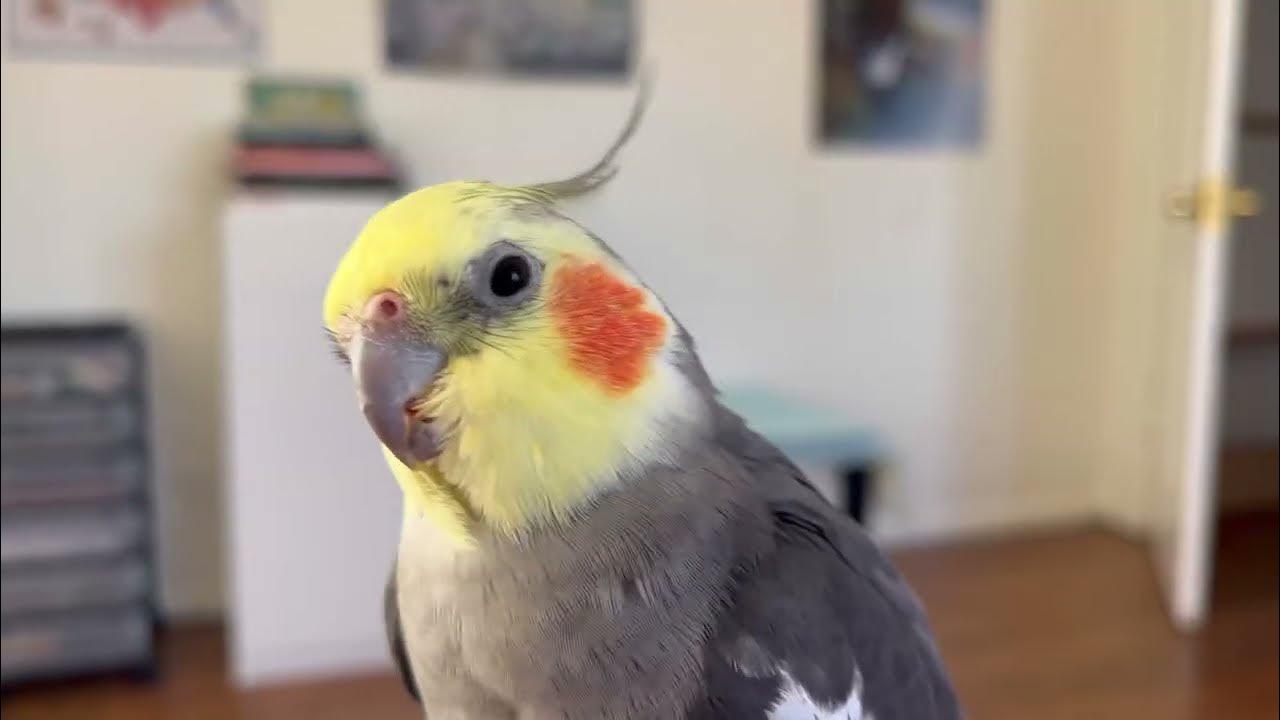 Moody cockatiel boy 🦜🤗😬 YouTube