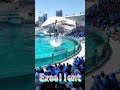 ララちゃんのパワフルスカイロケット最高😍 #Shorts #鴨川シーワールド #シャチパフォーマンス #kamogawaseaworld #シャチショー