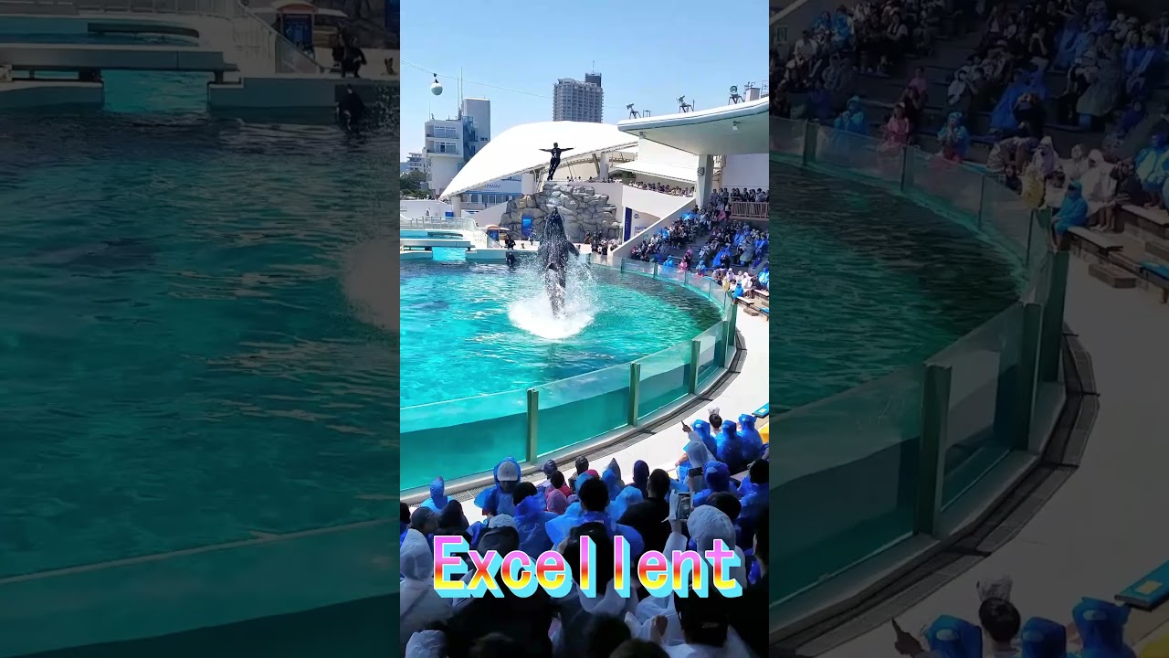 ララちゃんのパワフルスカイロケット最高😍 #Shorts #鴨川シーワールド #シャチパフォーマンス #kamogawaseaworld #シャチショー