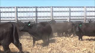 Stuedemann Cow Calf Dispersal