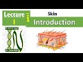 1a Histology Of The Epidermis Part1 Introduction Skin 