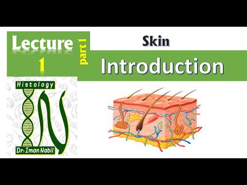 13-Skin 2021- Histology-First year-1- Foundation 2021