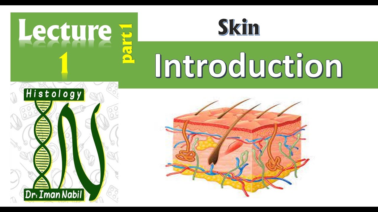 1a-Histology of the epidermis part1-Introduction-Skin
