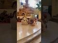 Bali #youtube #viralvideo #funny #youtubeshorts #trending #shortsviral #fyp #ytshorts #youtube