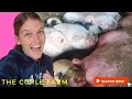 Maggie &amp; Martha gave BIRTH!!! NEWBORN PIGLETS