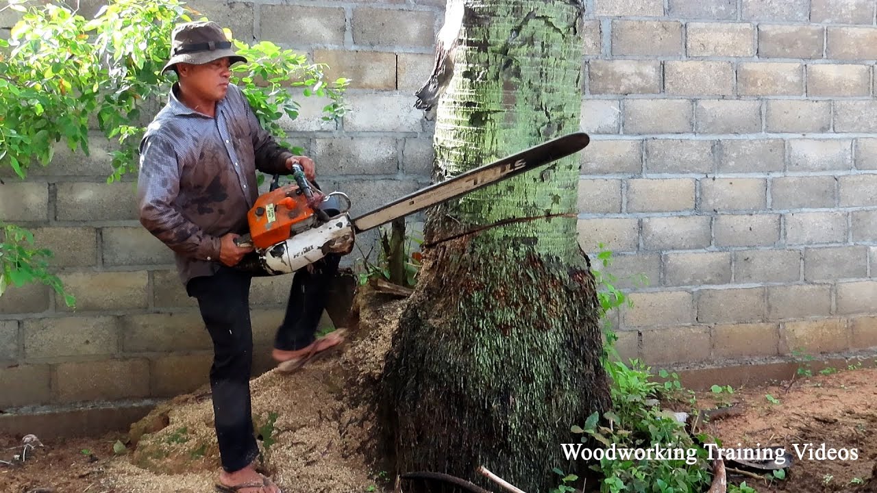 Strong Man Using STIHL MS720 Chainsaw Cut Down Big Palm Tree Fast And ...