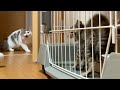 【保護子猫と家猫】二人が仲良くなれる日がくるのでしょうか?不安でしかたありません。