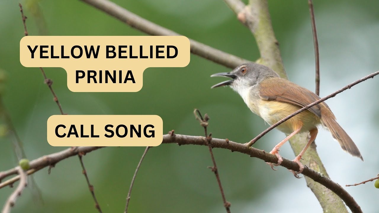 Yellow Bellied Prinia call song