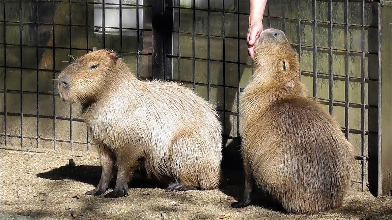 東北の動物園一覧 動物園情報サイトzoo Palette 全国地域別一覧 地方別 エリア別 飼育動物一覧 人気ランキング 園内マップ アクセス 駐車場 休園日 開園時間 入園料 パスポート ふれあい レストラン 授乳室 施設 イベント 東北の動物園一覧 動物園情報サイトzoo Palette 全国地域別一覧 地方別 エリア別 飼育動物一覧 人気ランキング 園内マップ アクセス 駐車場 休園日 開園時間 入園料 パスポート ふれあい レストラン 授乳室 施設 イベント