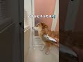シャワー🐶🎵#shorts #柴犬 #犬のいる暮らし