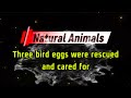 Three bird eggs were rescued and cared for #BirdSave #EggSave #WildlifeSave #AnimalSave #NatureStory