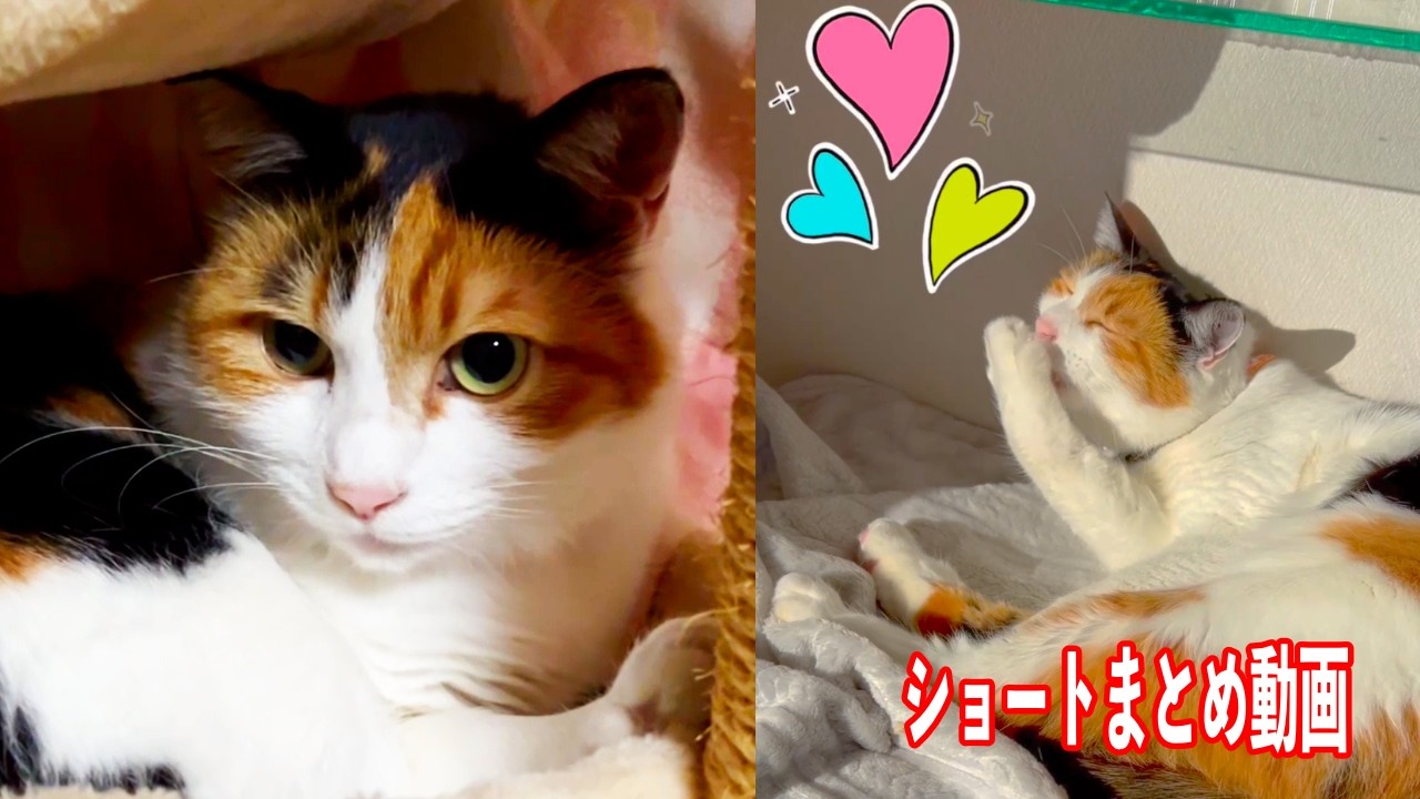 猫SC751〜760 - YouTube