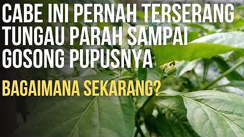 TANAMAN CABE INI PERNAH TERSERANG TUNGAU PARAH. BAGAIMANA KONDISI  SEKARANG? | BIKIN KAGET!!!