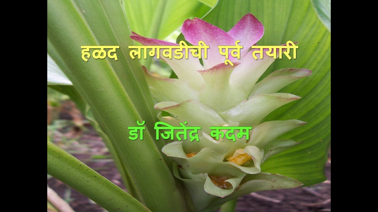 हळद लागवडीची पूर्व तयारी