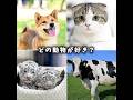 どの動物が好き？ #動物 #可愛い #犬 #猫 #牛 #トラ