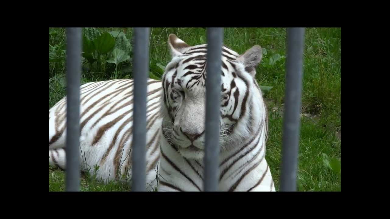 white tiger in a cage youtube white tiger in a cage