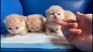 Cute Kittens 2021 | Cute Kitten Video Compilations by Next Cat 120 views 2 years ago 2 minutes, 32 seconds
