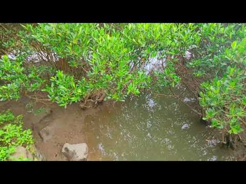 台北淡水紅樹林生態步道景色????????