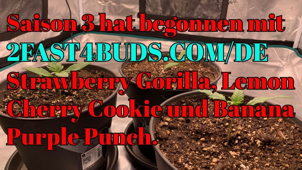 Saison 3 geht los mit 2FAST4BUDS.DE Strawberry Gorilla, Lemon Cherry Cookie und Banana Purple Punch.